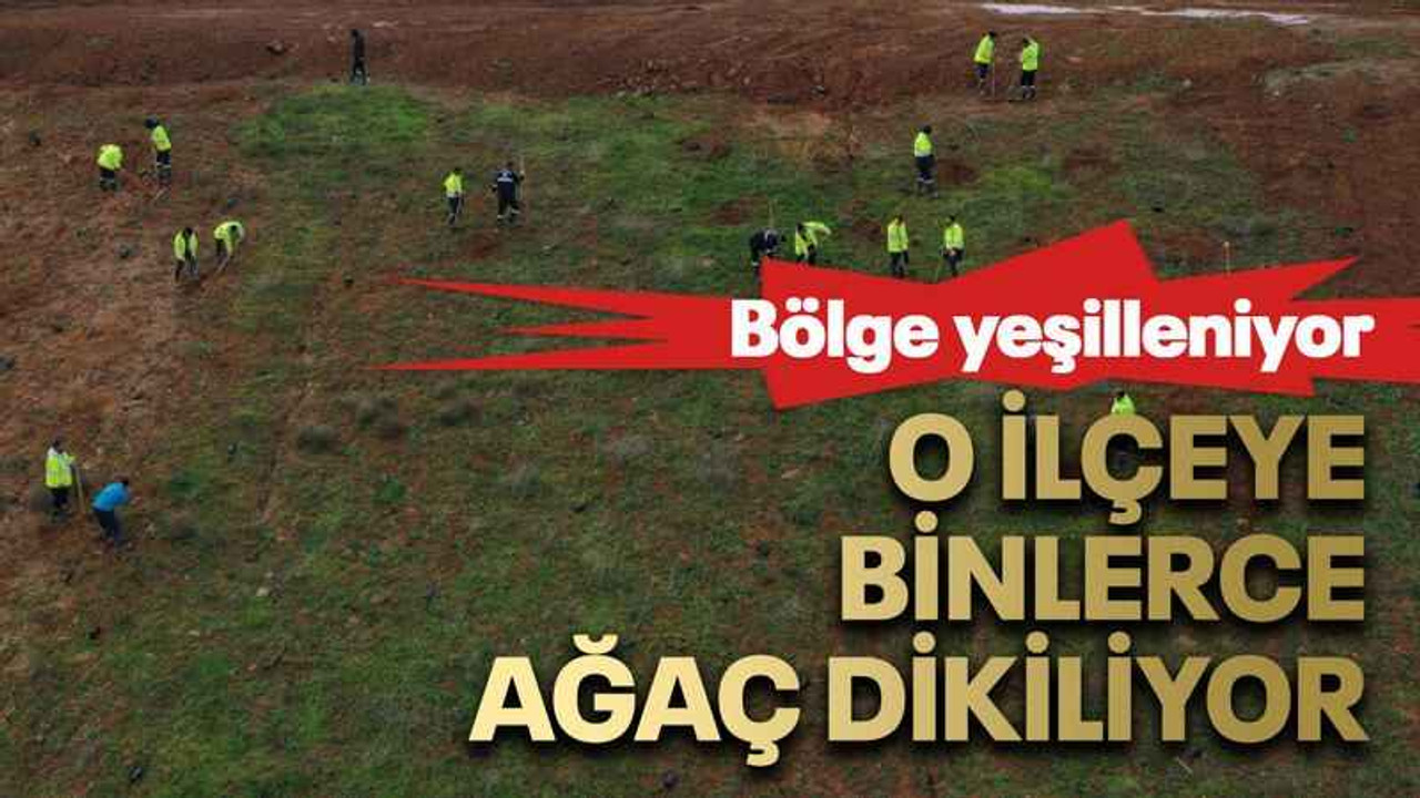 O ilçeye binlerce ağaç dikiliyor